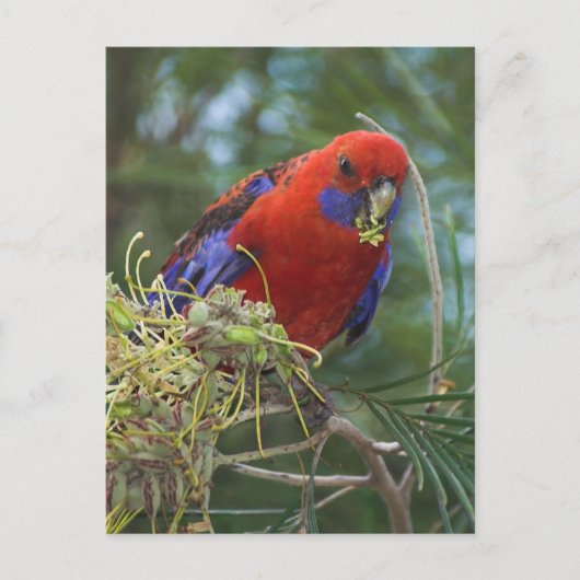 Carte Postale Crimson Rosella (Devant)