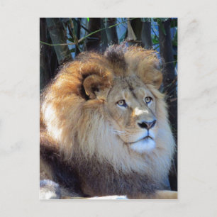 Carte Postale crinière de lion