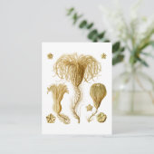 Carte Postale Crinoïdes (Debout devant)