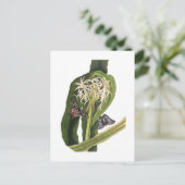 Carte Postale Crinum pedunculatum (Debout devant)