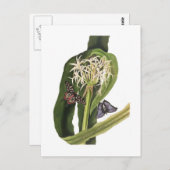 Carte Postale Crinum pedunculatum (Devant / Derrière)