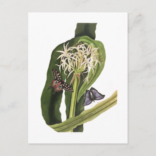 Carte Postale Crinum pedunculatum (Devant)