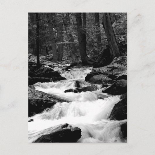 Carte Postale Crique de course d'étang (Devant)