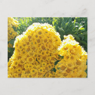 Carte Postale Crisantemos amarillos a la luz del sol
