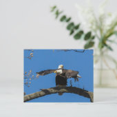 Carte Postale Criss Cross Eagles (Debout devant)