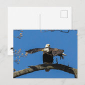 Carte Postale Criss Cross Eagles (Devant / Derrière)