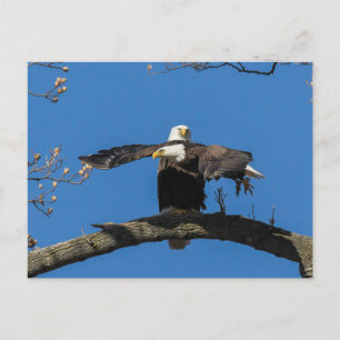 Carte Postale Criss Cross Eagles