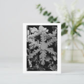 Carte Postale Cristal à neige (Debout devant)