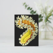 Carte Postale Cristatella mucedo (Debout devant)