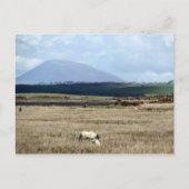 Carte Postale Croagh Patrick regarde le troupeau (Devant)