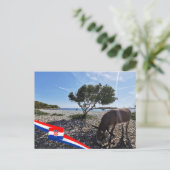 Carte Postale Croatie | Hrvatska | Mer Adriatique | Donkey (Debout devant)
