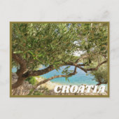 Carte Postale Croatie Olive Tree Photo (Devant)