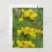 Carte Postale Crochet jaune, île Unalaska (Devant / Derrière)