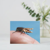 Carte Postale Crocobug (Debout devant)