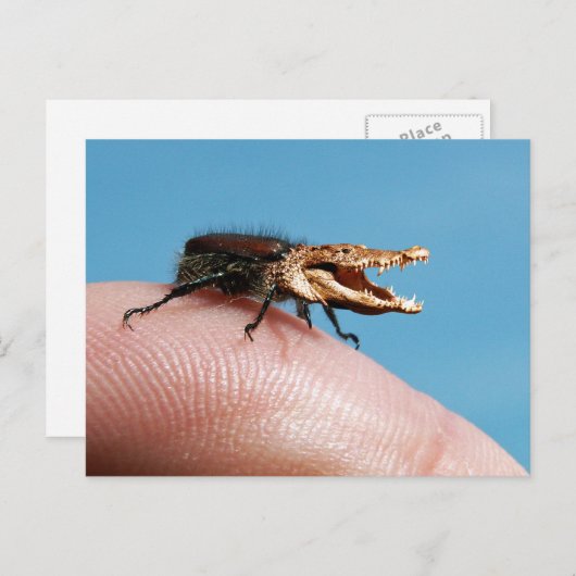 Carte Postale Crocobug (Devant / Derrière)