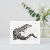 Carte Postale Crocodile (Debout devant)