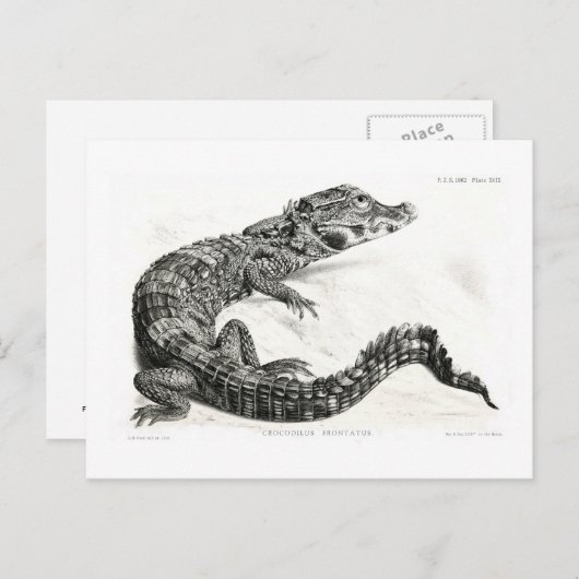 Carte Postale Crocodile (Devant / Derrière)