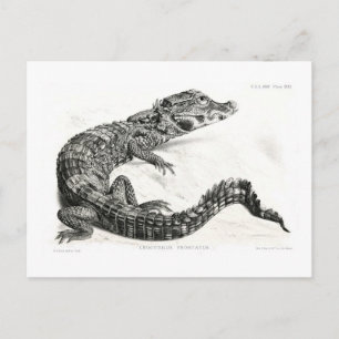 Carte Postale Crocodile