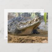 Carte Postale crocodile (Devant / Derrière)