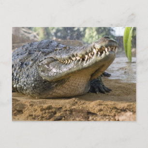 Carte Postale crocodile