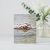 Carte Postale Crocodile (Debout devant)