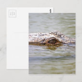 Carte Postale Crocodile (Devant / Derrière)