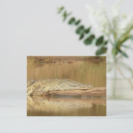 Carte Postale Crocodile  (Debout devant)
