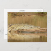 Carte Postale Crocodile  (Devant / Derrière)