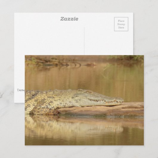 Carte Postale Crocodile (Devant / Derrière)