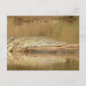 Carte Postale Crocodile (Devant)
