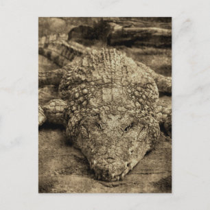 Carte Postale Crocodile
