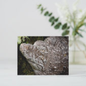Carte Postale Crocodile (Debout devant)
