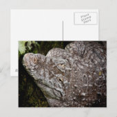Carte Postale Crocodile (Devant / Derrière)