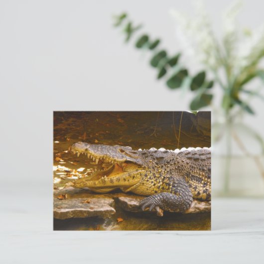 Carte postale crocodile (Debout devant)