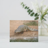 Carte Postale Crocodile (Debout devant)
