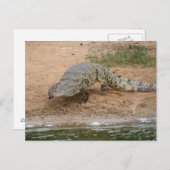 Carte Postale Crocodile (Devant / Derrière)