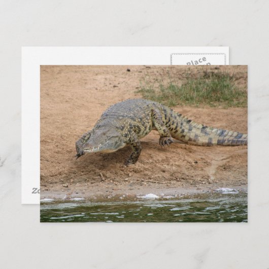 Carte Postale Crocodile (Devant / Derrière)