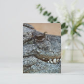 Carte Postale Crocodile (Debout devant)