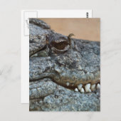 Carte Postale Crocodile (Devant / Derrière)