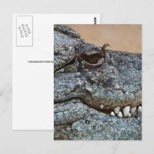 Carte Postale Crocodile (Devant / Derrière)