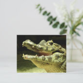 Carte Postale crocodile (Debout devant)