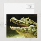 Carte Postale crocodile (Devant / Derrière)