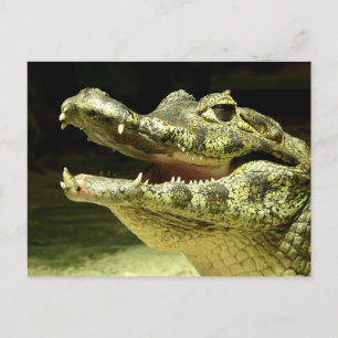 Carte Postale crocodile