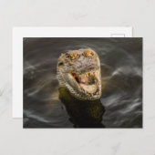 Carte postale crocodile (Devant / Derrière)
