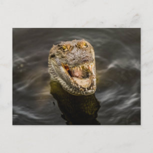Carte postale crocodile