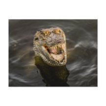 Carte postale crocodile
