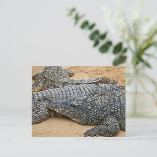 Carte postale crocodile (Debout devant)
