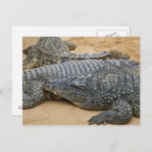 Carte postale crocodile (Devant / Derrière)