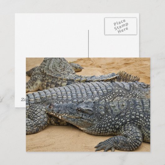 Carte postale crocodile (Devant / Derrière)