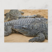 Carte postale crocodile (Devant)